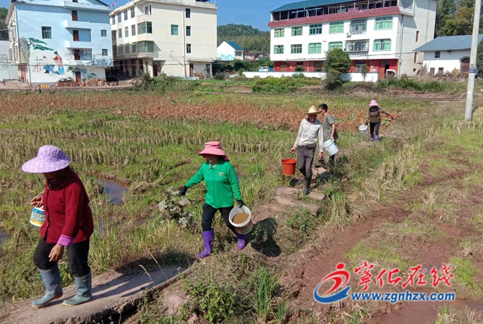 宁化淮土：绿肥种植让农田更“肥”