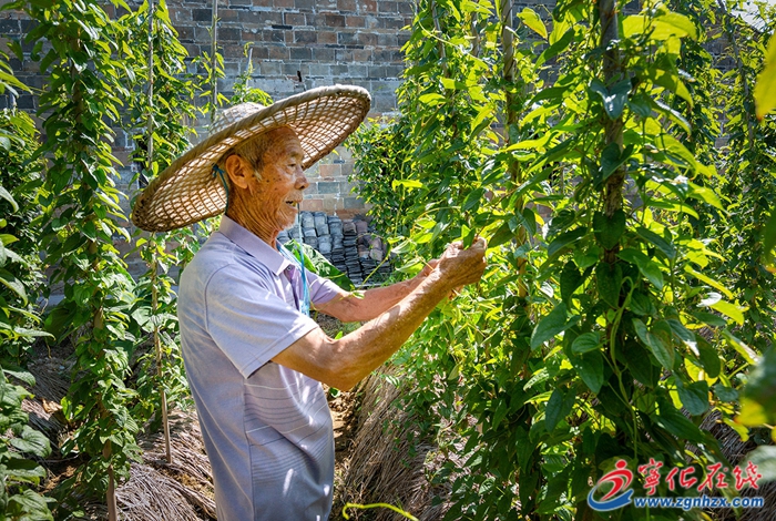 四领一促|改革领先|宁化曹坊：千亩淮山长势喜人，丰收在望